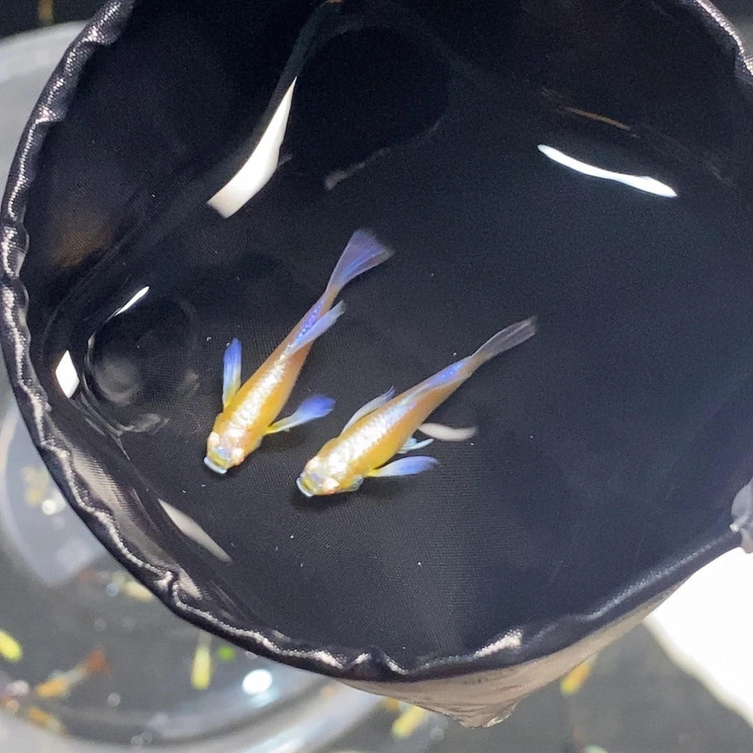 孔雀鱼紫白种鱼两对