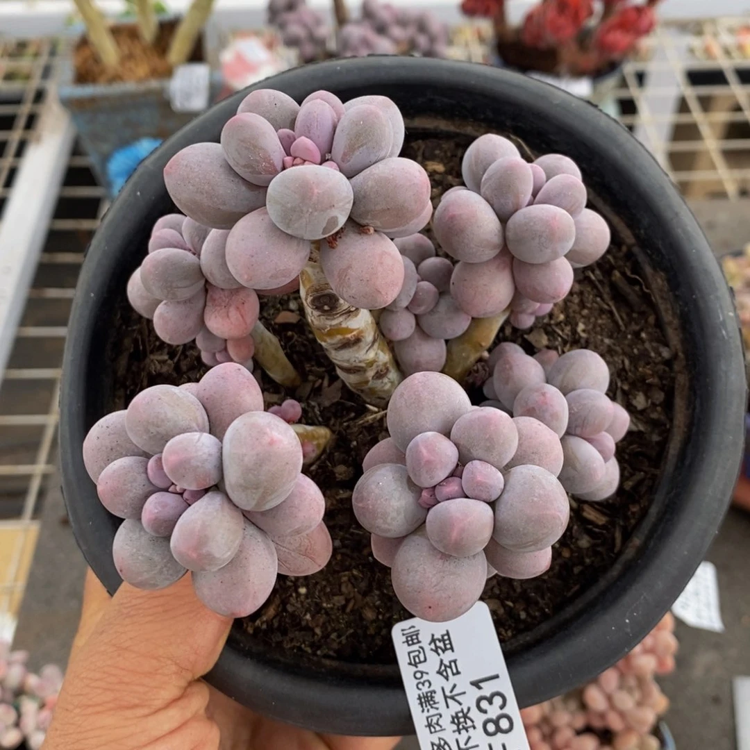 香水手指831/10c m