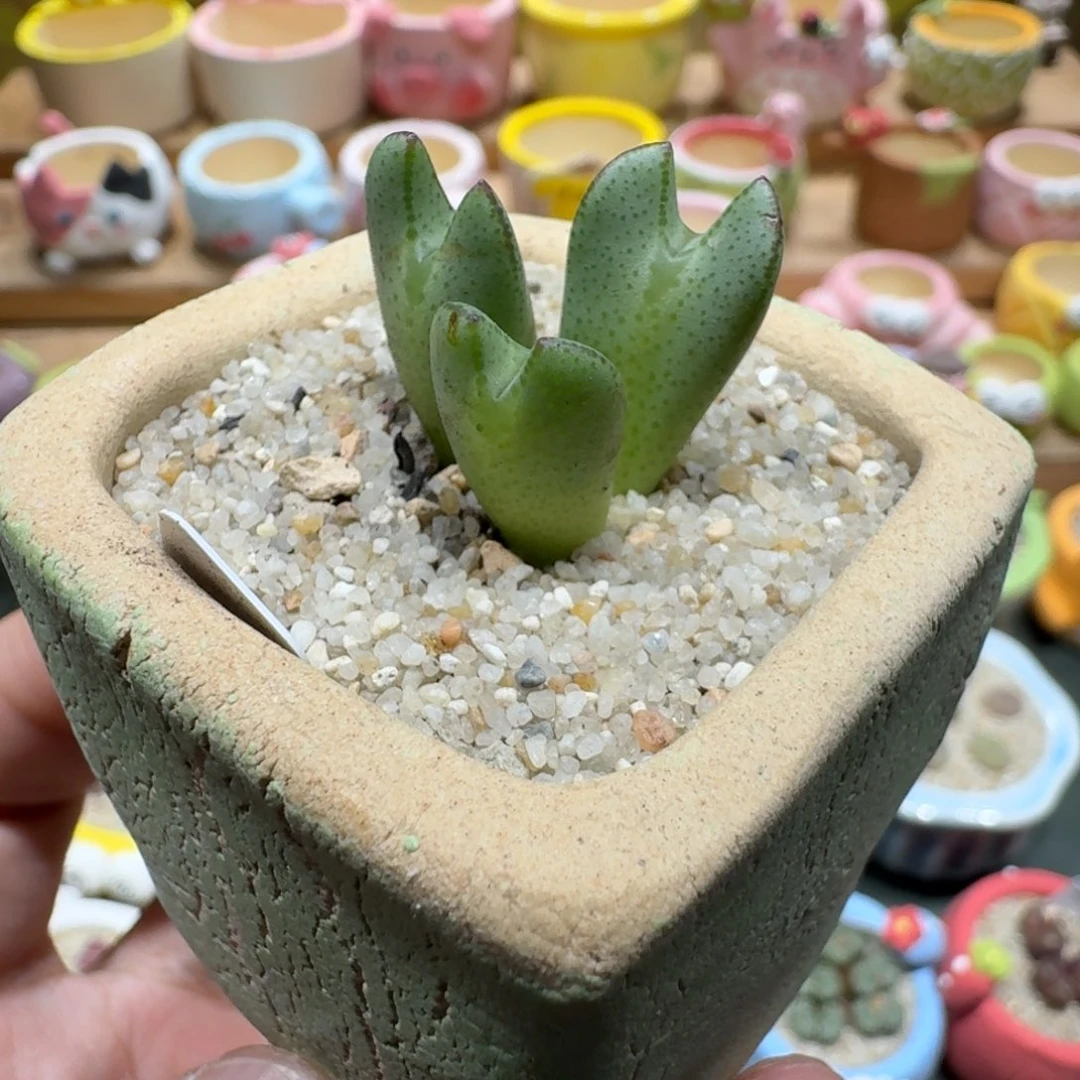 蘑菇1249少将多肉植物