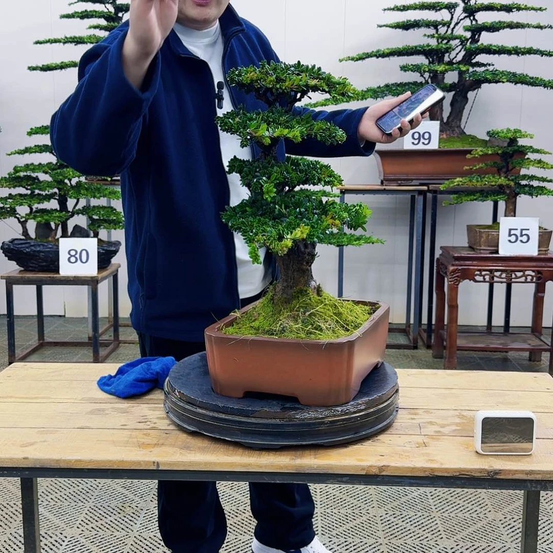 盆景罗汉松造型盆景