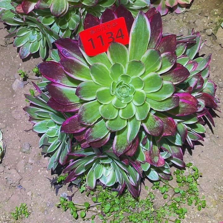 1134海仙多肉植物