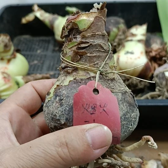 无花朵烟火5+残次