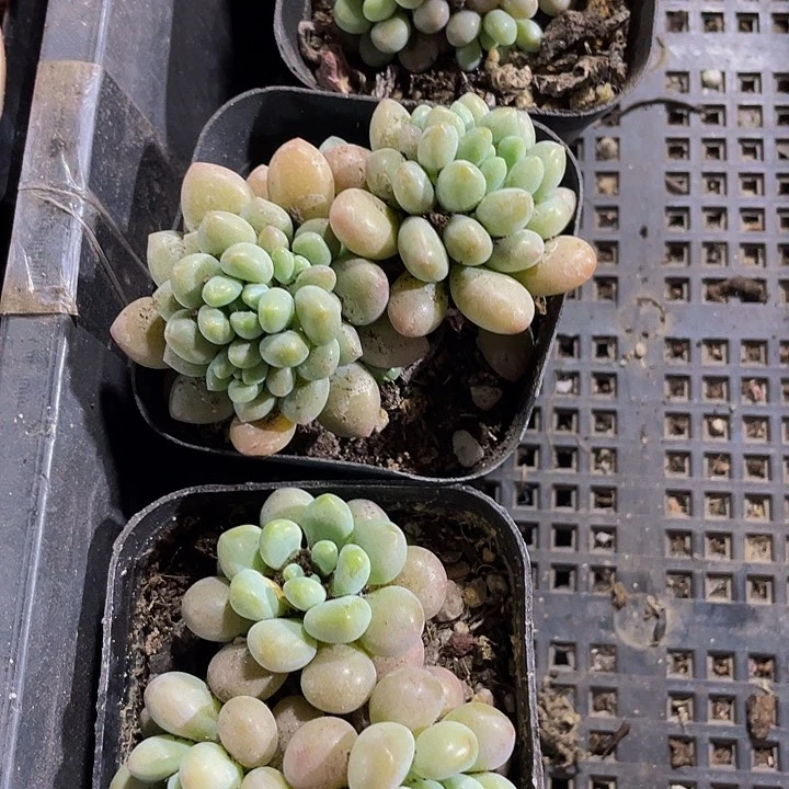 6.5方洛可可群带盆土