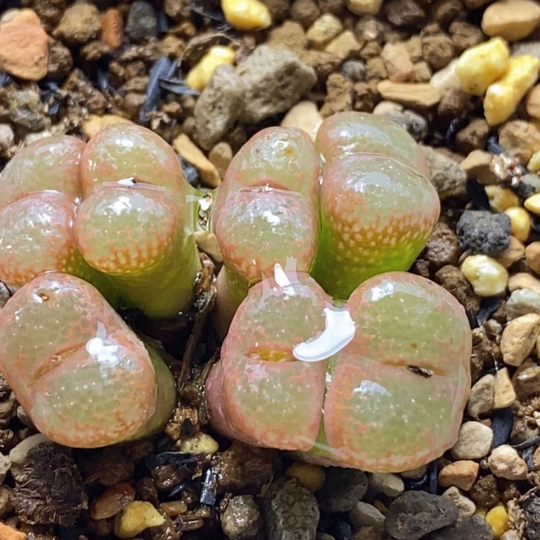 福利一颗群生肯尼迪流苏与