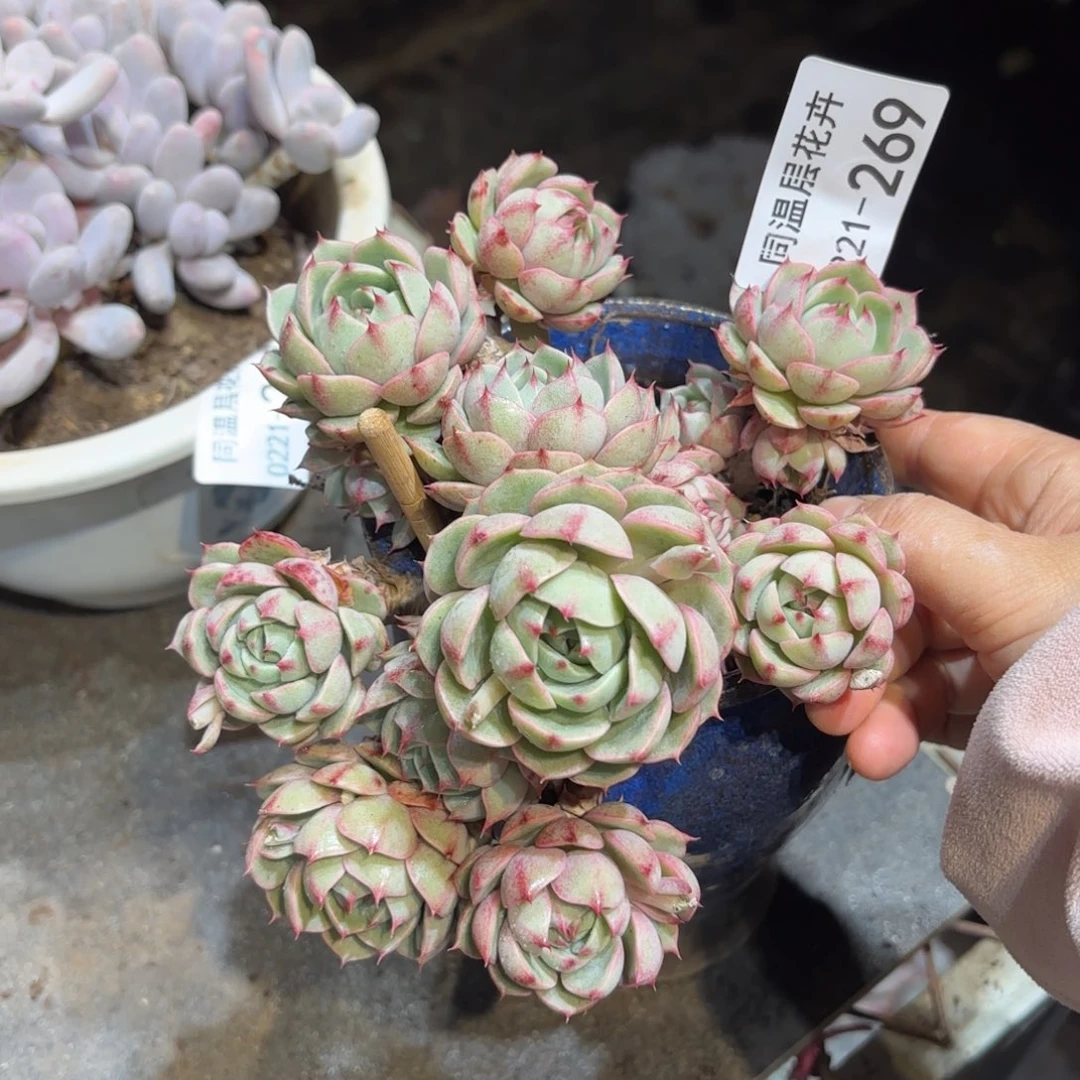 同温层多肉笨吧269