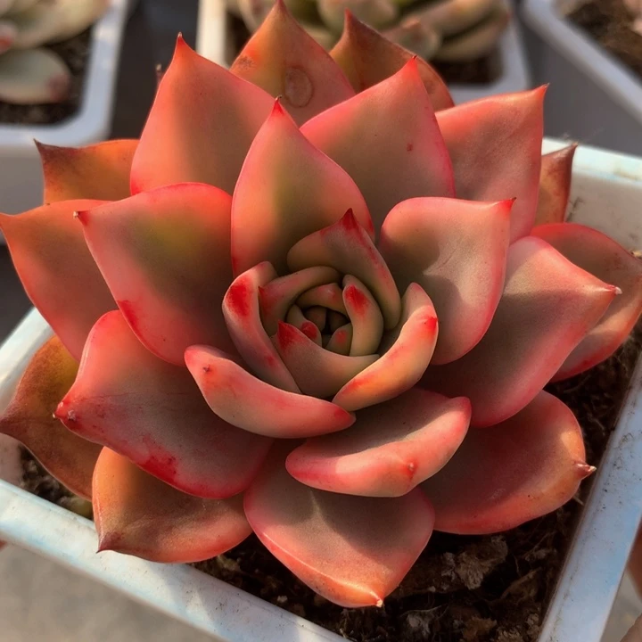 卡梅拉锦，一物一拍