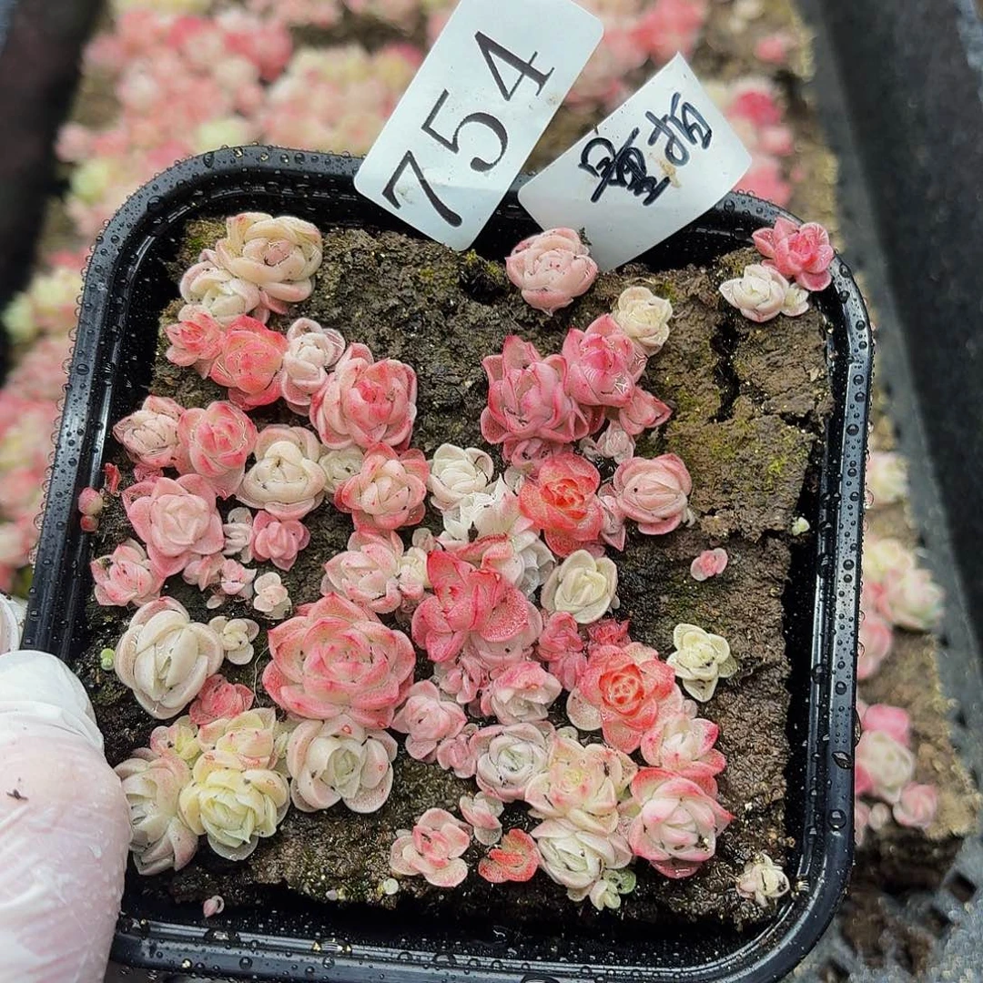 多肉植物多肉植物754量拍