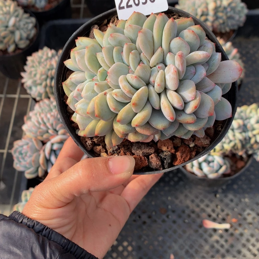 妮*吖22636朵朵嗯嗯嗯加油