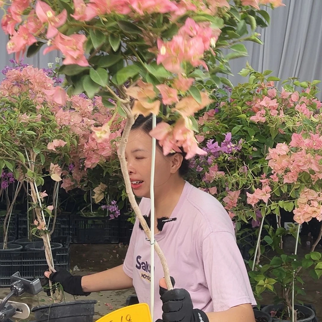回***常大部分花苞少量开放F68卡亚塔