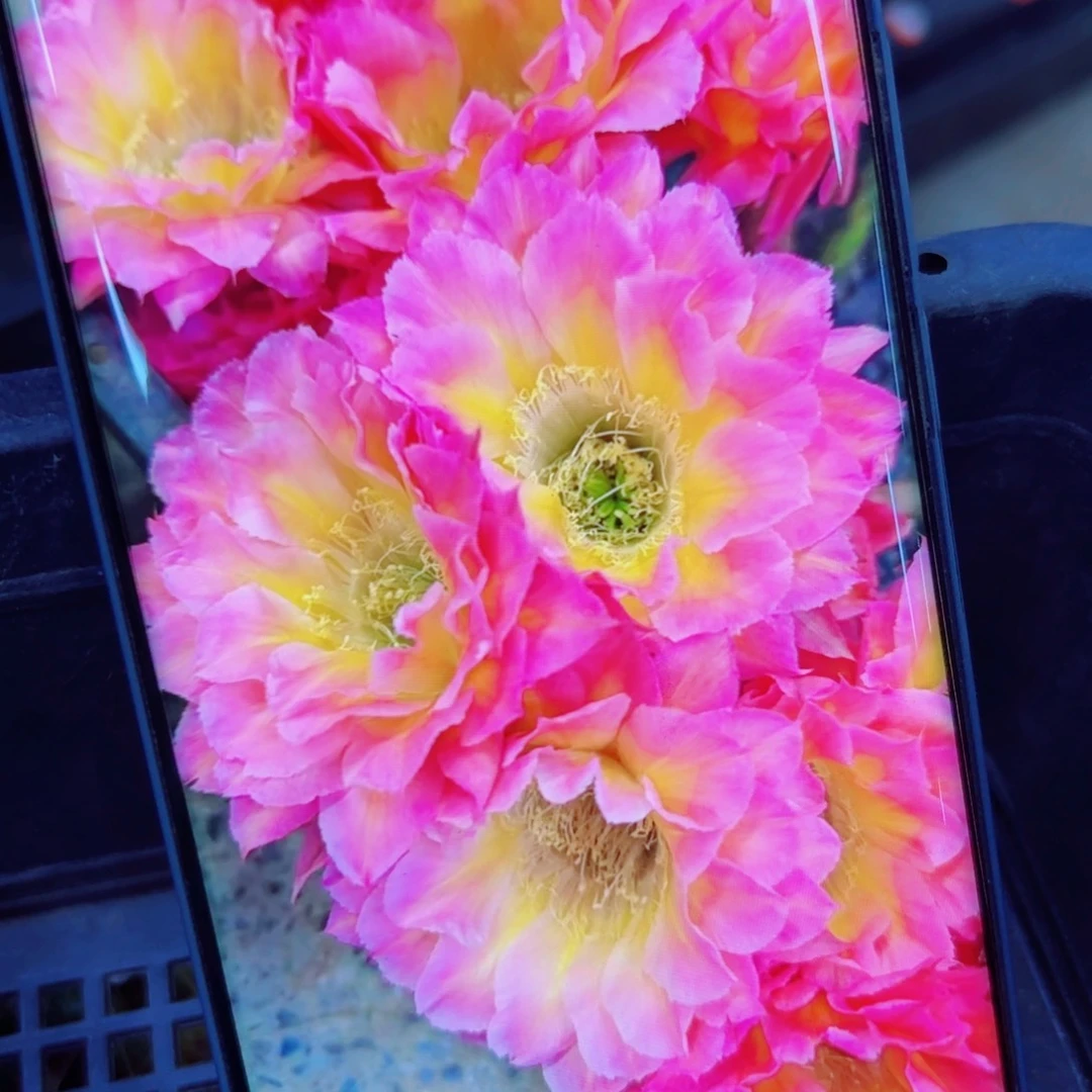 下85彩草粉黛歪无根侧芽4公分左右20包邮