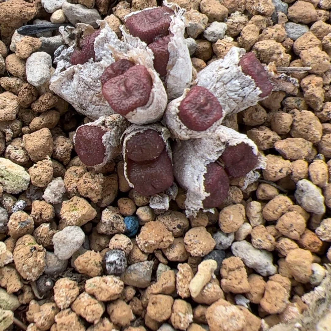 方糖多肉植物多肉植物