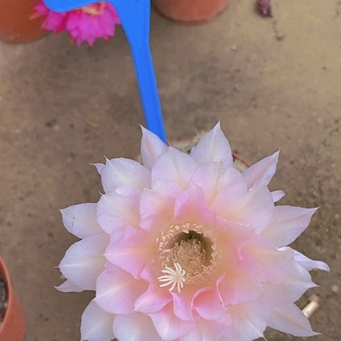 a***生仙人掌彩草0056