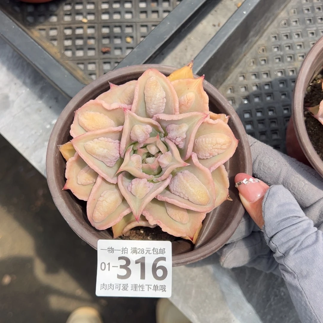 留财饺子多多肉多肉多肉多肉