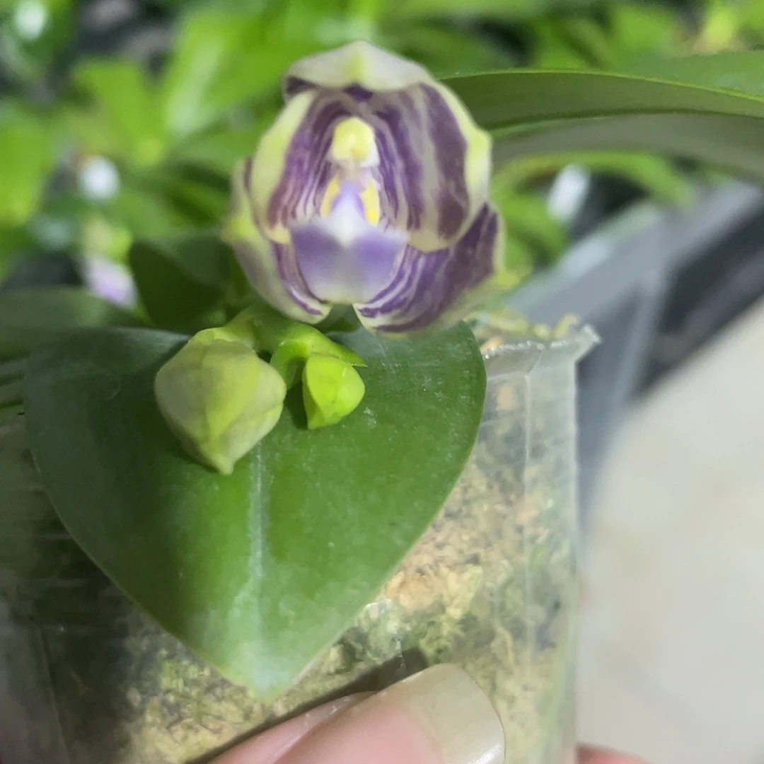 完全开放11号 2.5D719 ，少根叶瑕