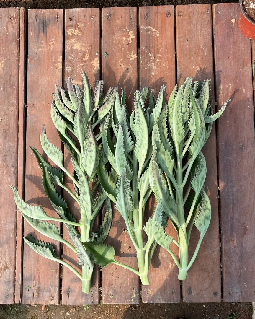 4棵无根落地生根，粗度1.8+，高度40+，掉叶慎拍，嫁接长寿花砧木