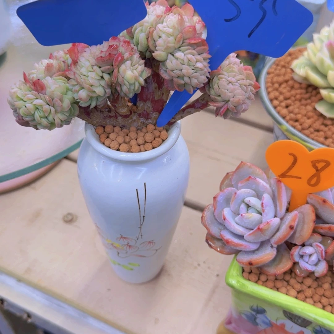 肉*?59多肉植物一物一拍