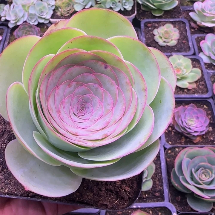 福利单头8厘米老庄