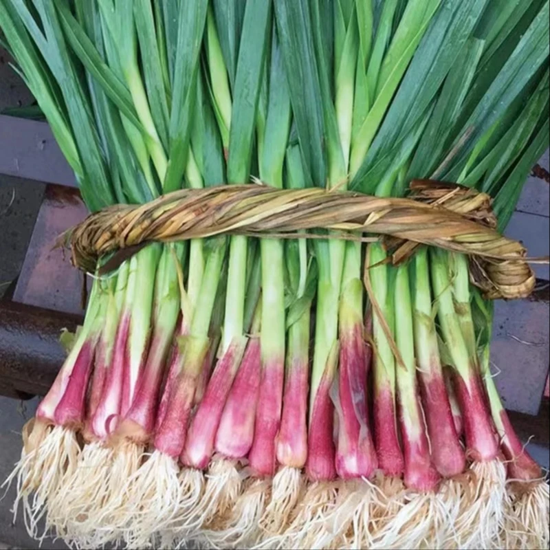 新【紫皮宽叶蒜苗种子】家庭小院阳台盆栽地栽四季种植