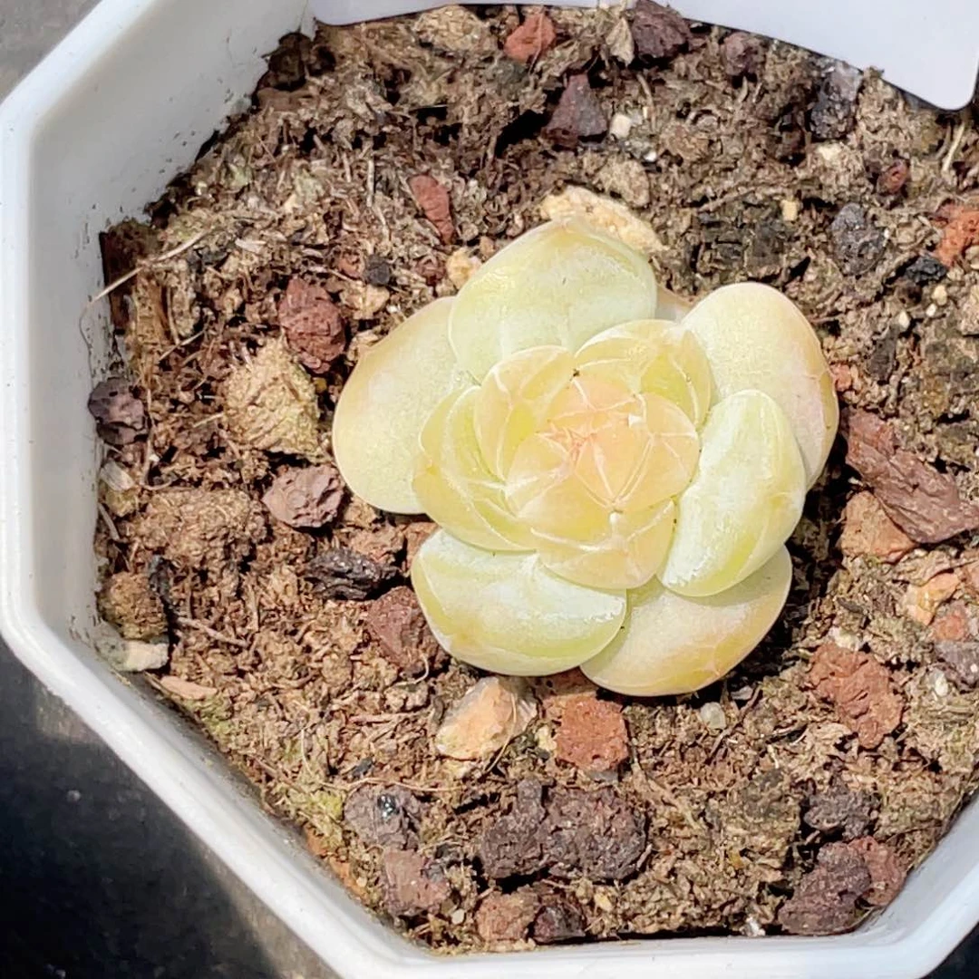 一***✨248号糖心冰心珍妮