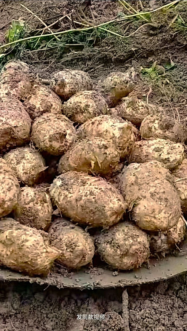 云南昭通天麻，可炖鸡，炖鸭（买5送一）