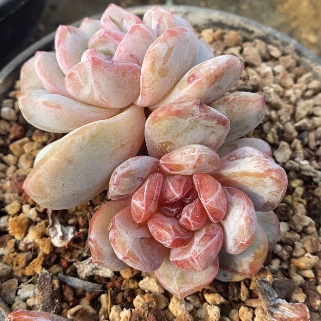 双头石化溏心，1234567894