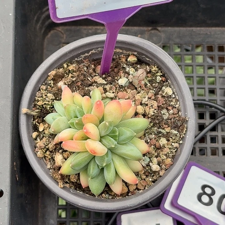 多肉植物莫吉托793
