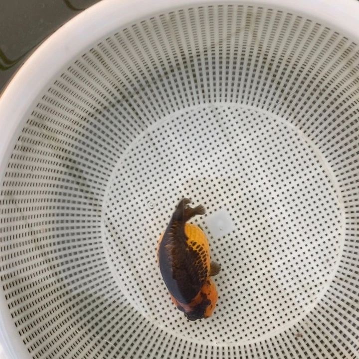 金鱼中原新隆观赏鱼