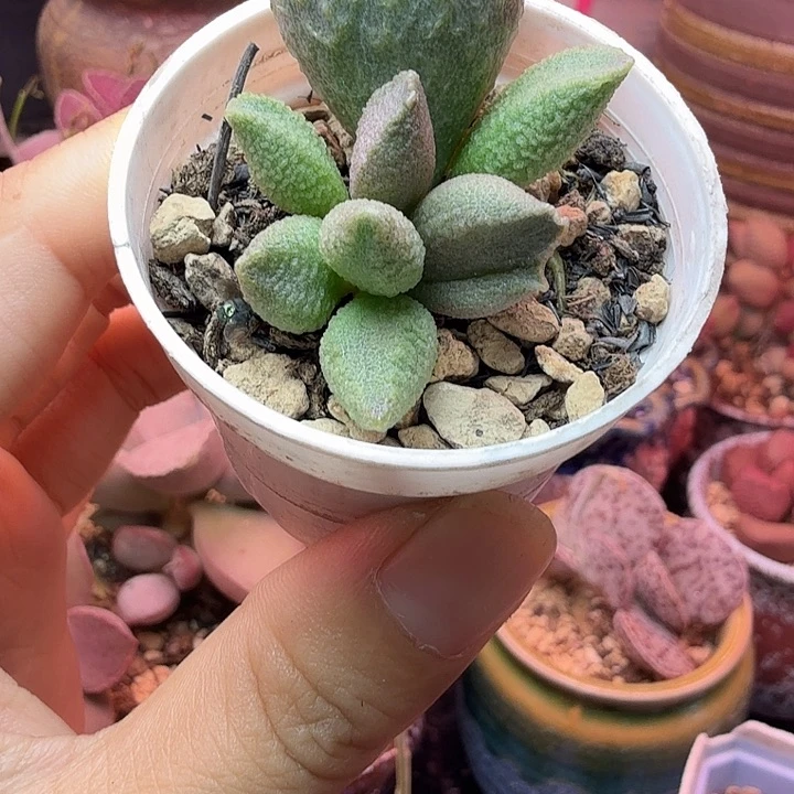 一物一拍，感谢支持