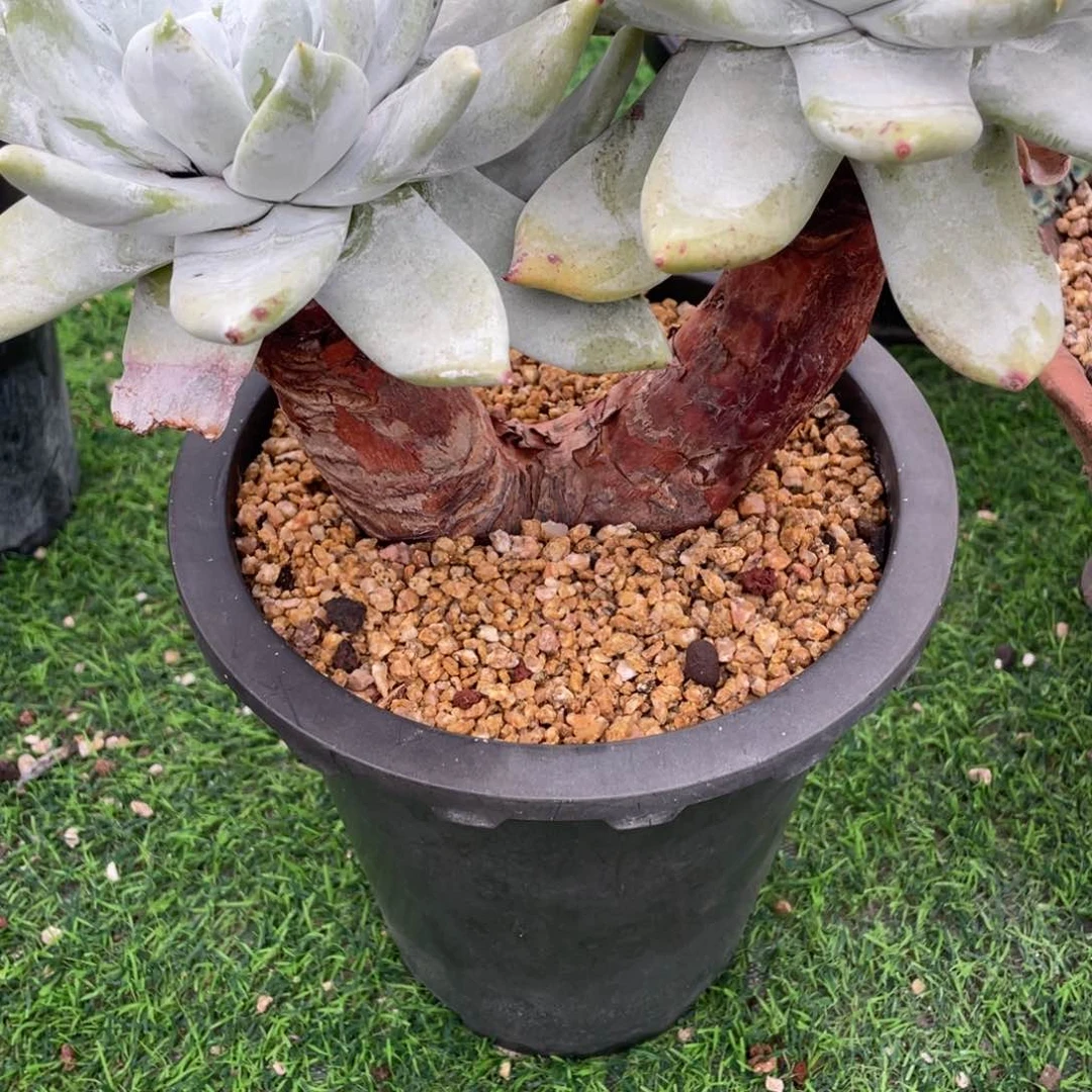 L*精控仙女杯两个粗桩福利