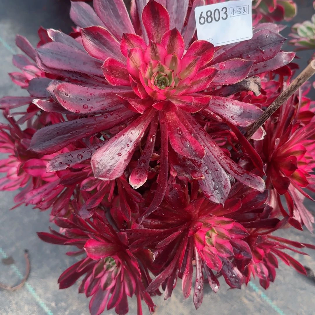 强*6803黑铜多肉多肉