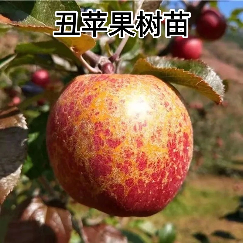 苹果树苗嫁接丑苹果树苗南北方种植庭院种植地栽盆栽耐寒苹果树苗