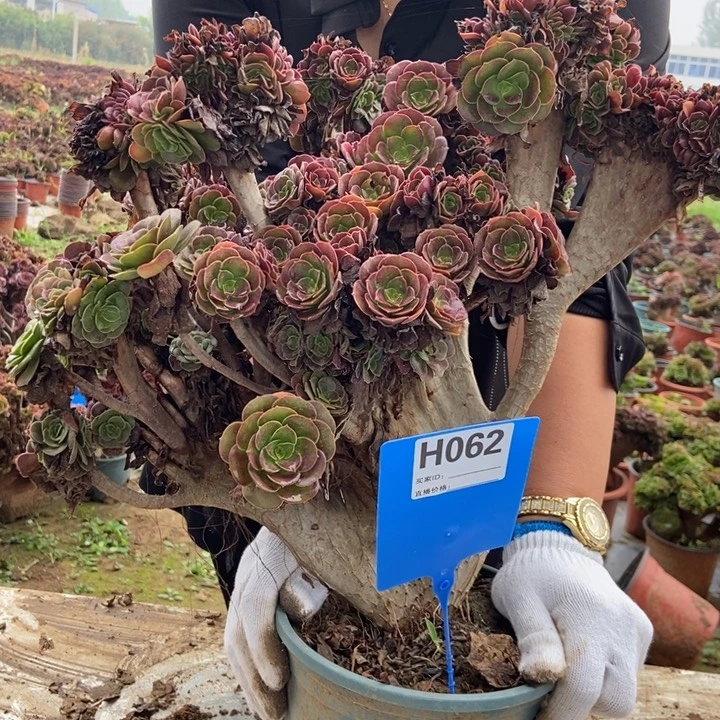徐***饨H062欧紫欧紫欧紫