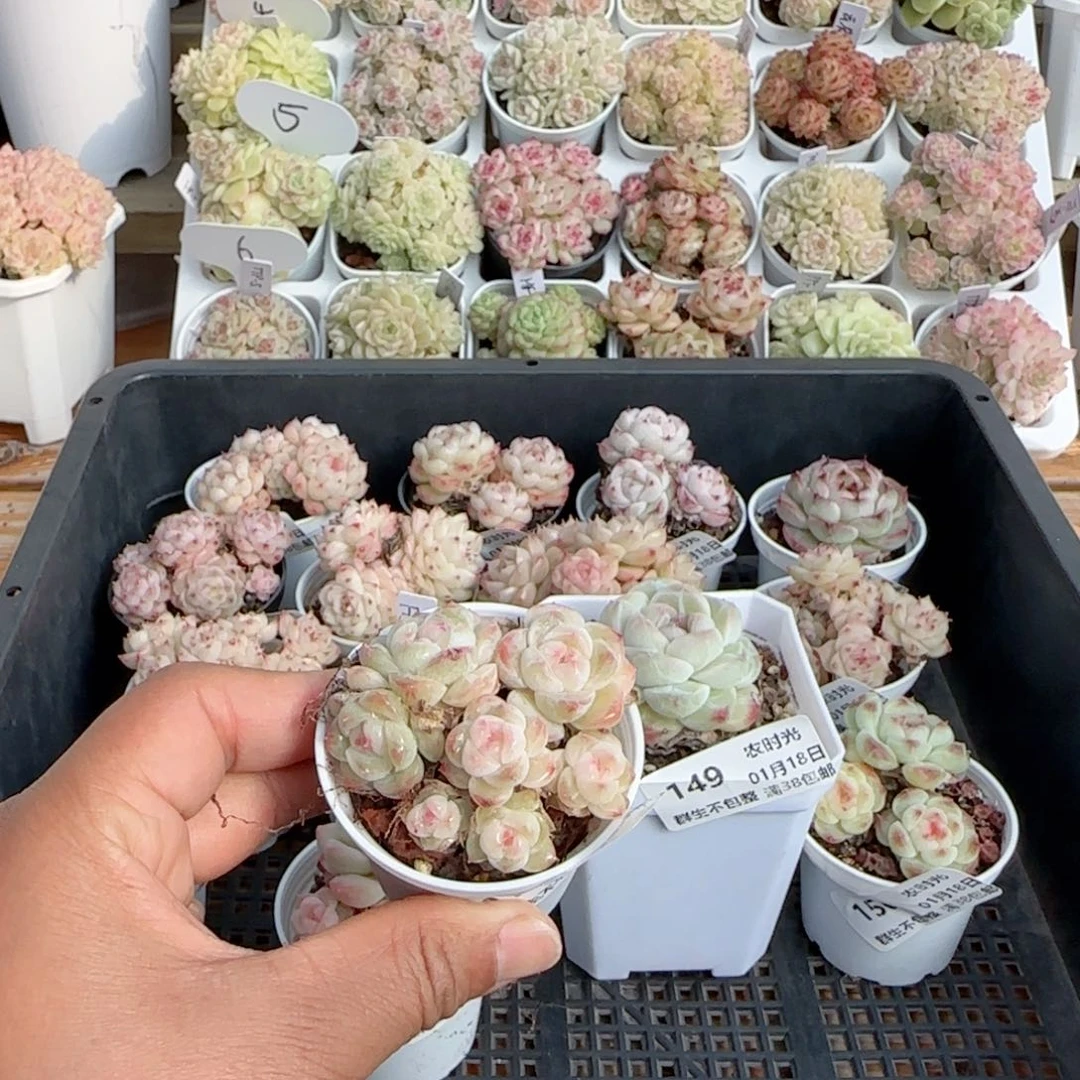 【闪购商品】0118-153糖心福利专拍