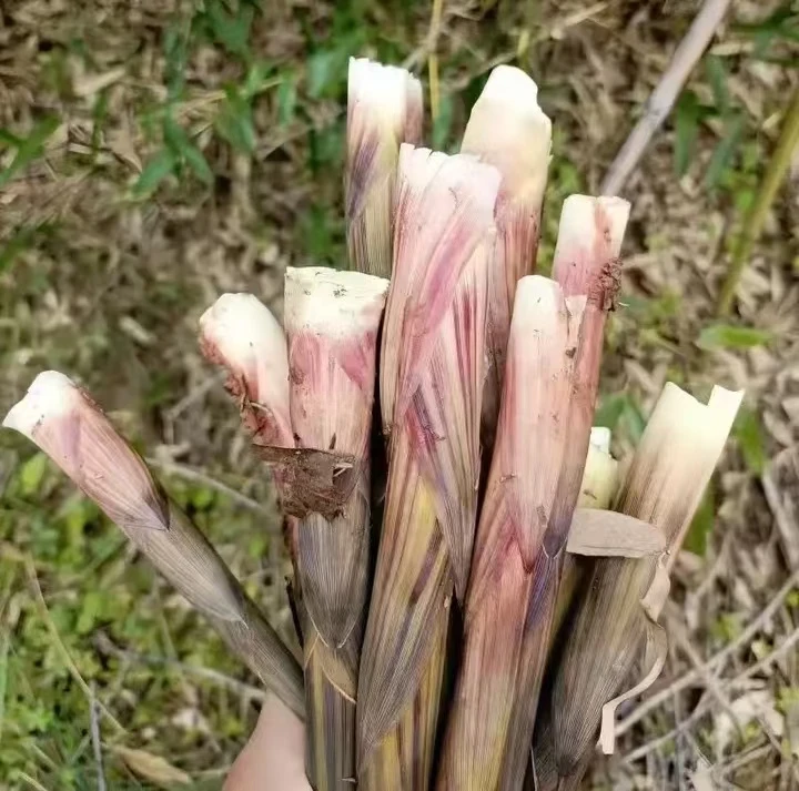 湖南麻阳新鲜高山野生小竹笋小春笋