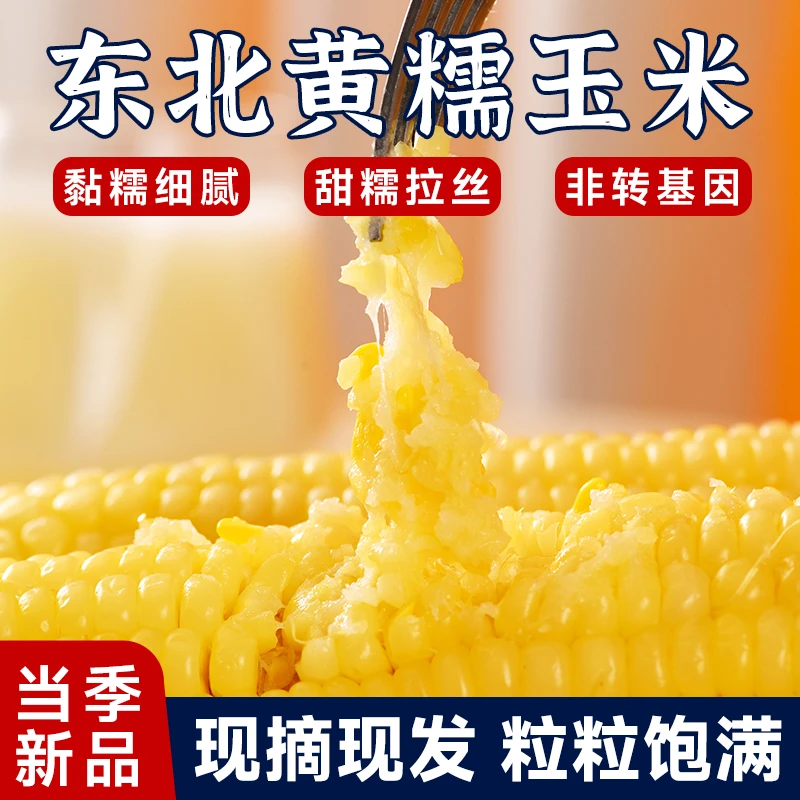 东北黄糯玉米棒甜糯玉米8根装粘苞米即食真空锁鲜早餐代餐玉米棒