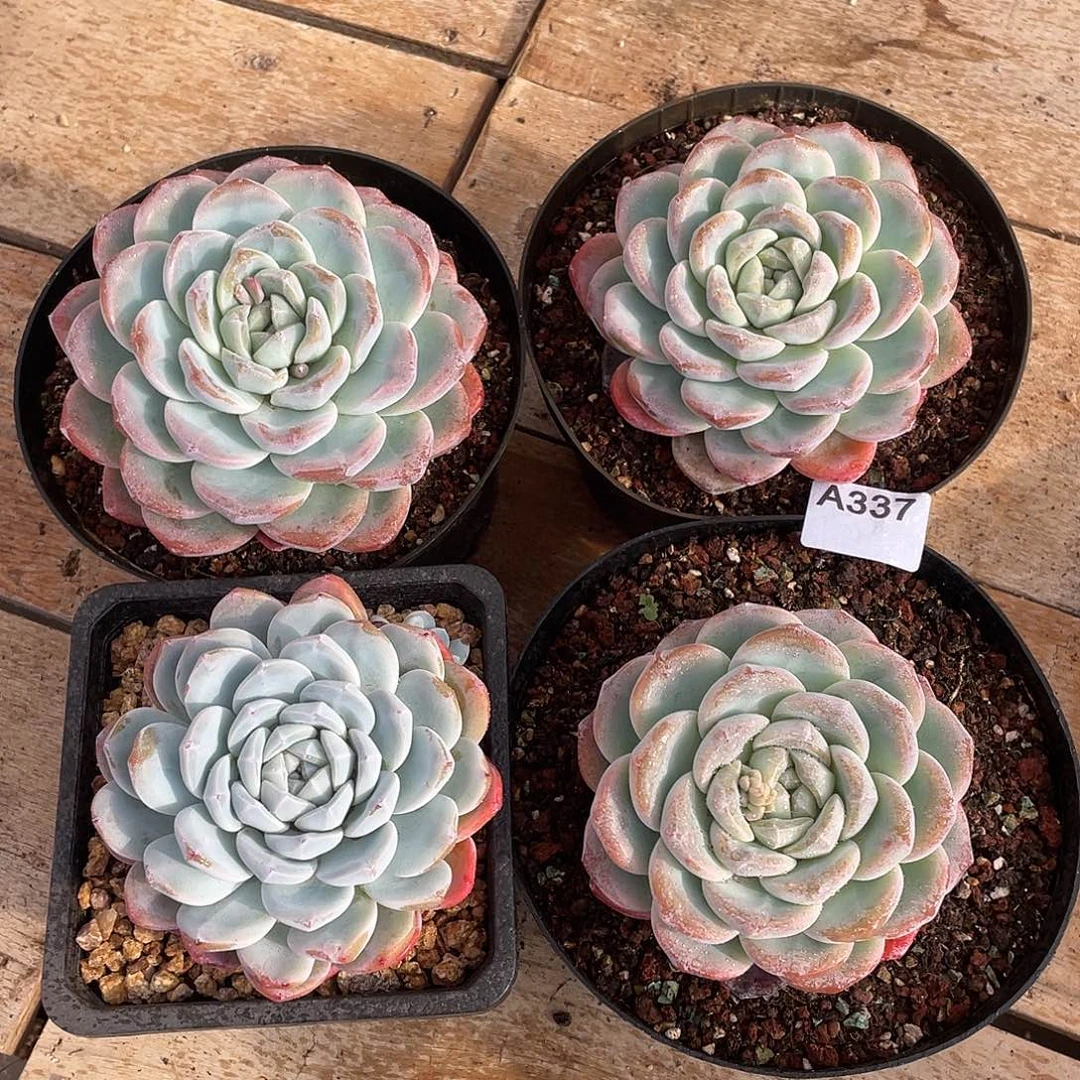 337多肉植物多肉植物