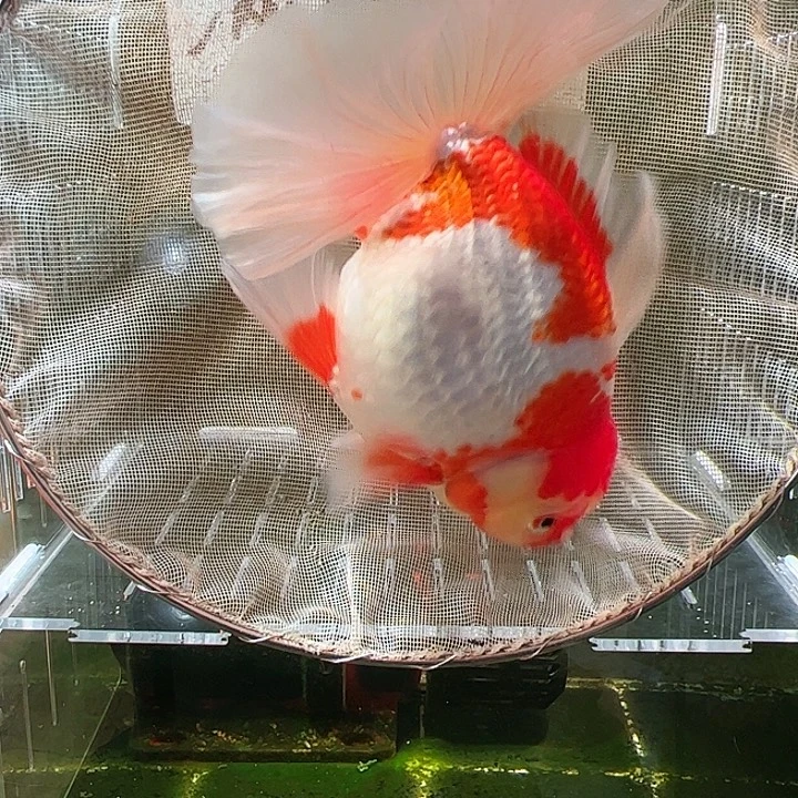 金鱼百褶泰狮压成21