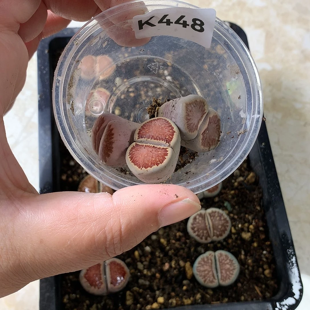 み**↘K448多肉植物保护