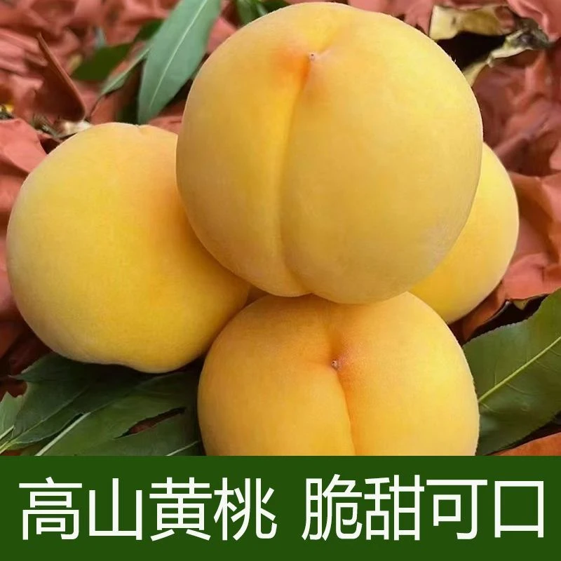 正宗湖南锦绣黄桃新鲜水果5斤包邮当季脆桃超甜红心桃子