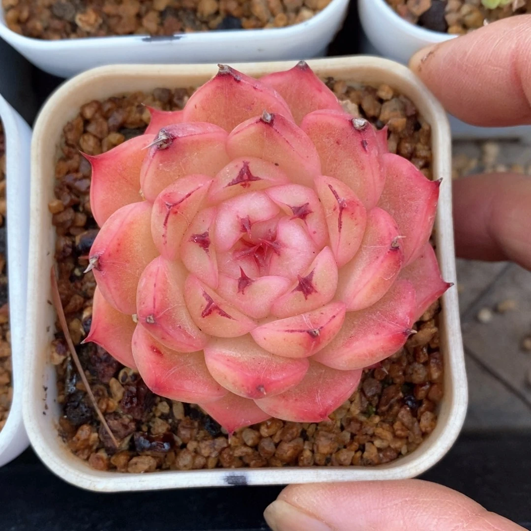 精品多肉一物一拍不包整14