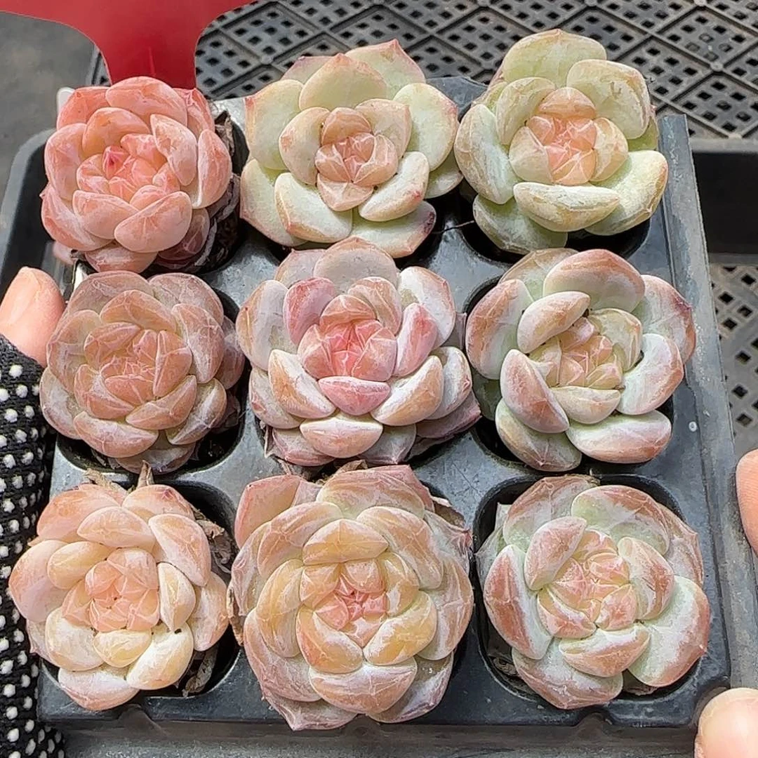 130哈哈哈哈哈哈哈哈