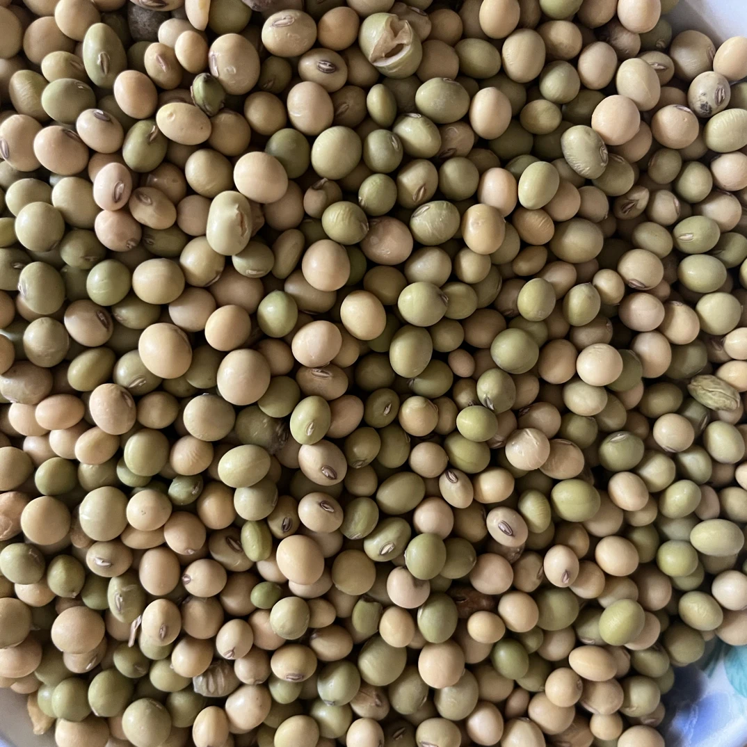 老品种绿皮干黄豆当季新豆可打豆浆豆腐脑炖猪脚炖排骨