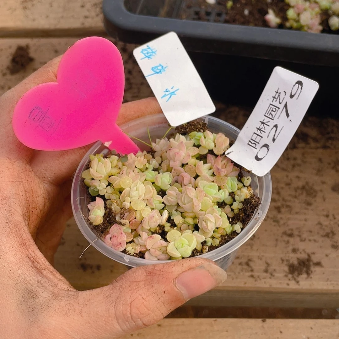 量拍多肉植物多肉植物279