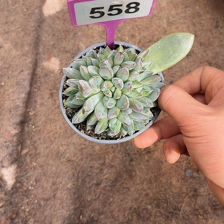 多肉植物黛拉美人558