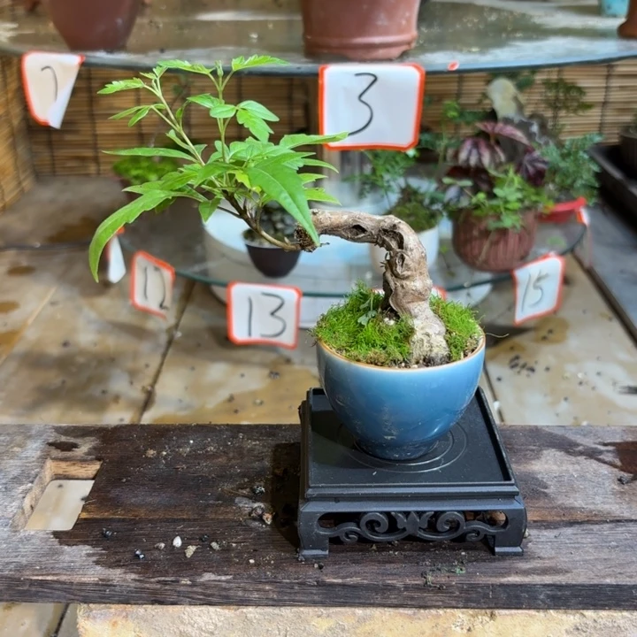 无花朵李*退款 拉黑一物一拍172
