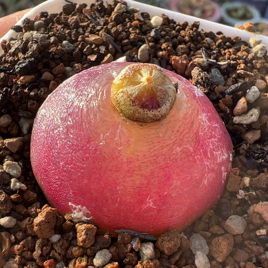 木****93.2厘米母本多肉植物