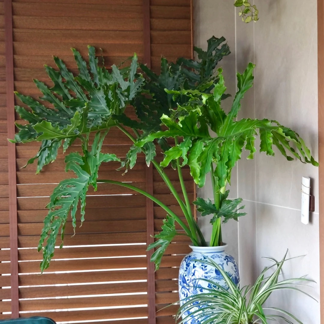 (带根龙鳞老桩)龙鳞春雨大叶水培绿植净化空气室内水养客厅植物