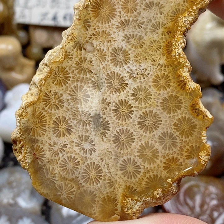 颈饰未镶嵌硅化珊瑚（珊瑚玉）