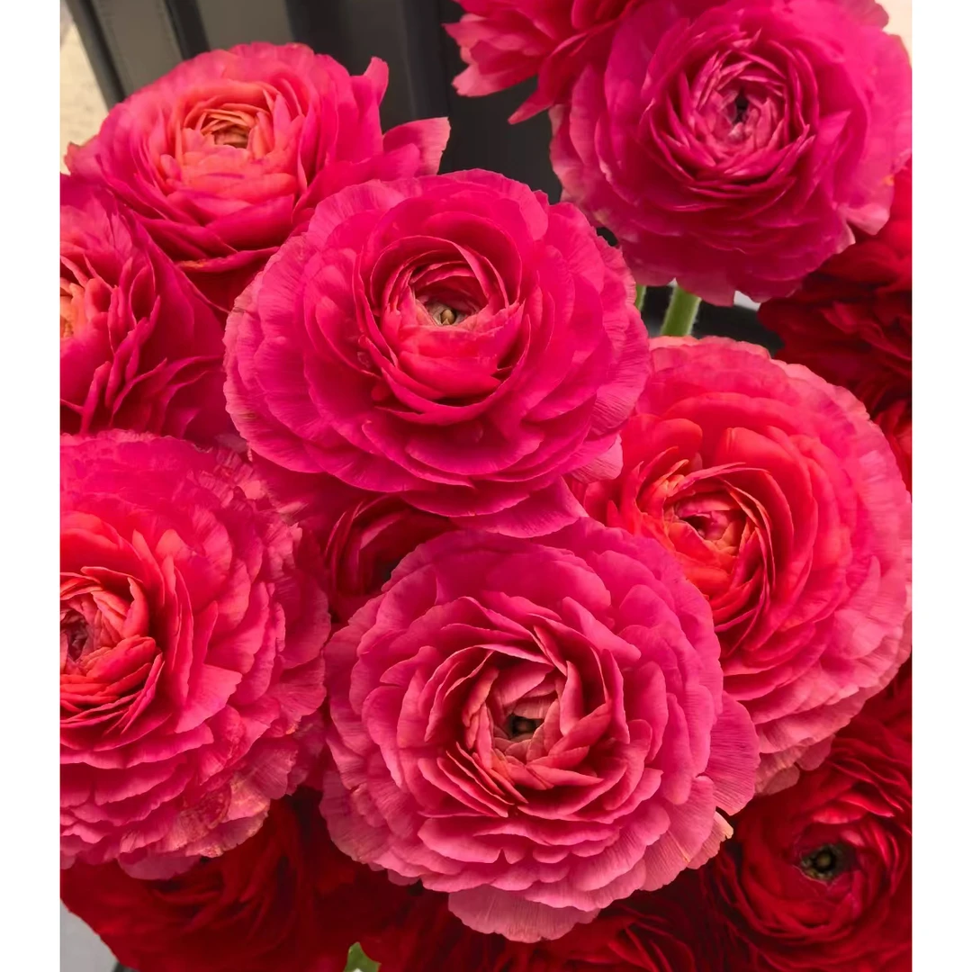 云花巷# 【丹麦红洋牡丹】鲜花优选 顺丰直发
