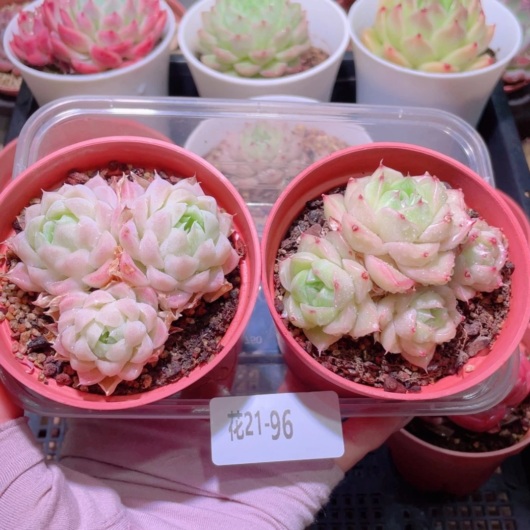 花利美21-96白月影➕麦秆